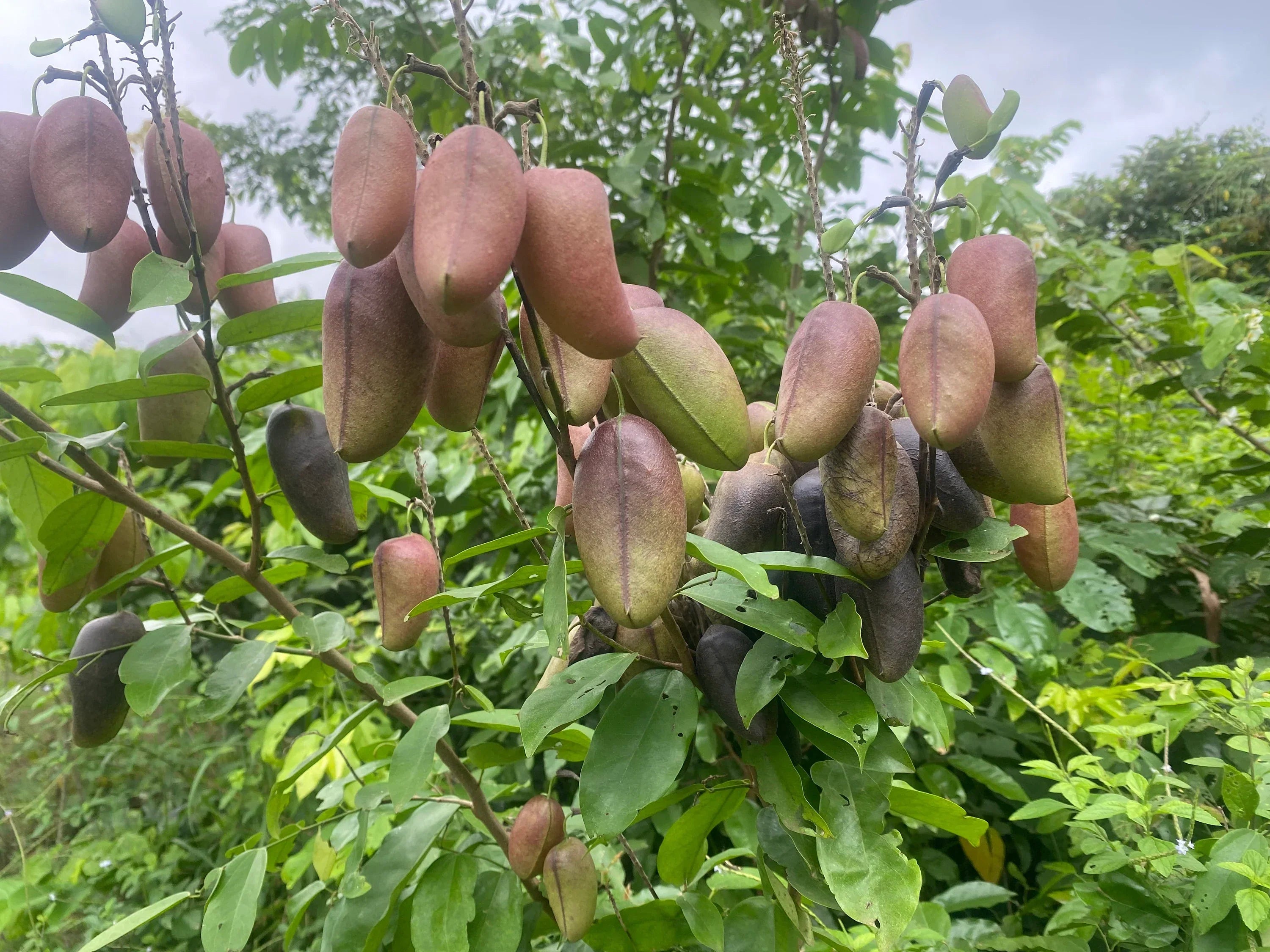 griffonia simplicifolia 5-htp