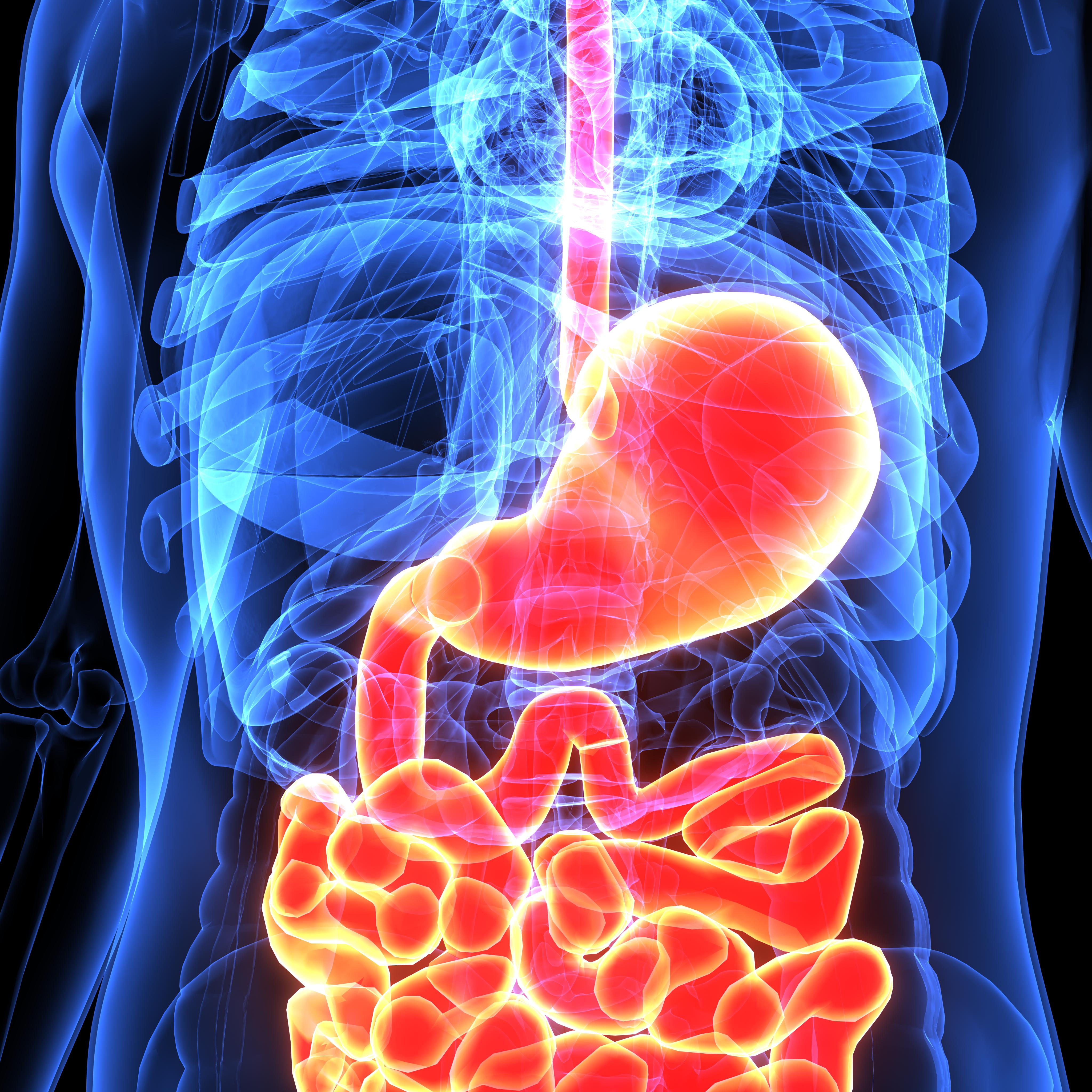 Diagram of human digestive system supports digestive health with stomach, esophagus, and intestines, maintaining optimal gut health.