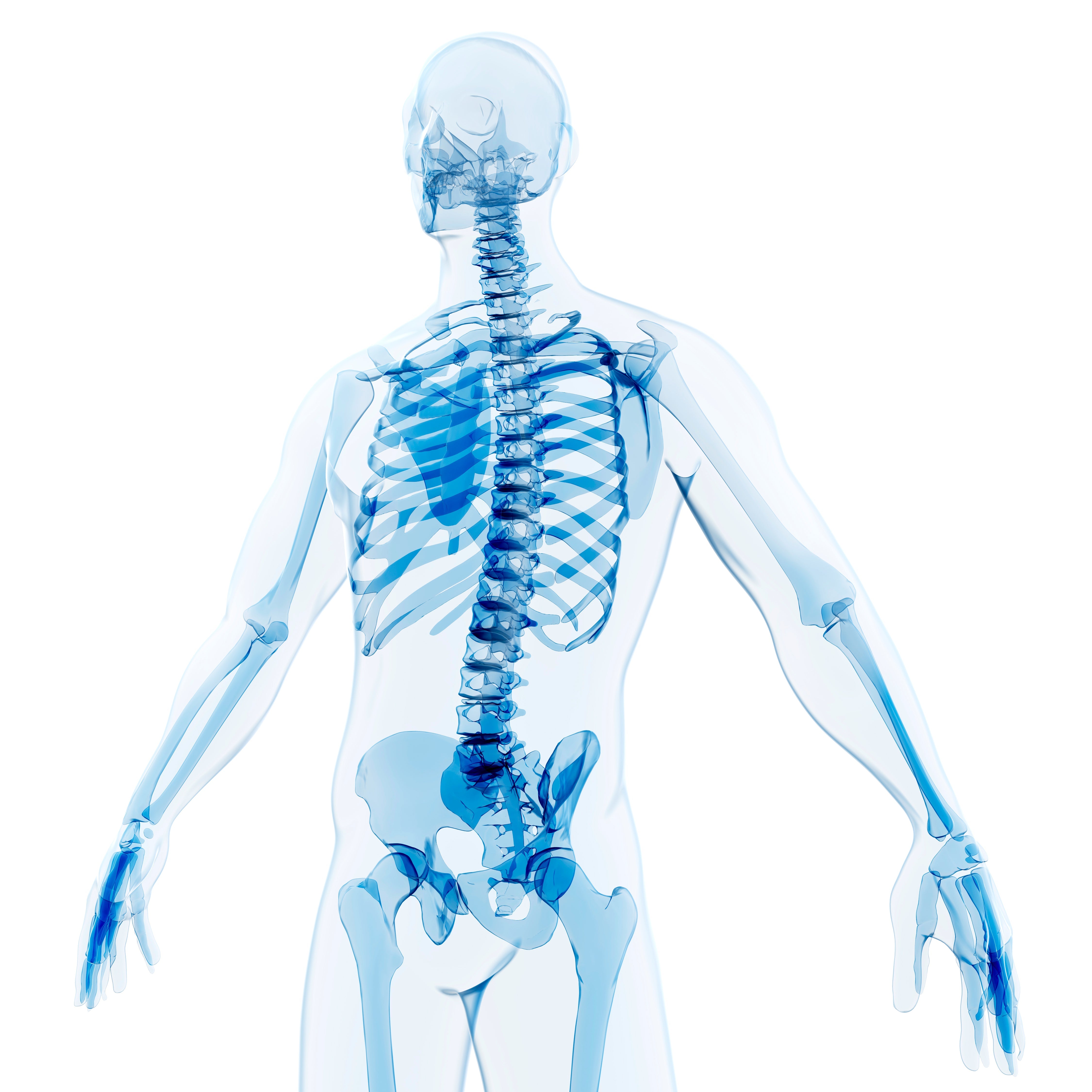 Transparent anatomical illustration of a human skeleton, viewed from the back, emphasizing bone health and maintaining skeletal strength.