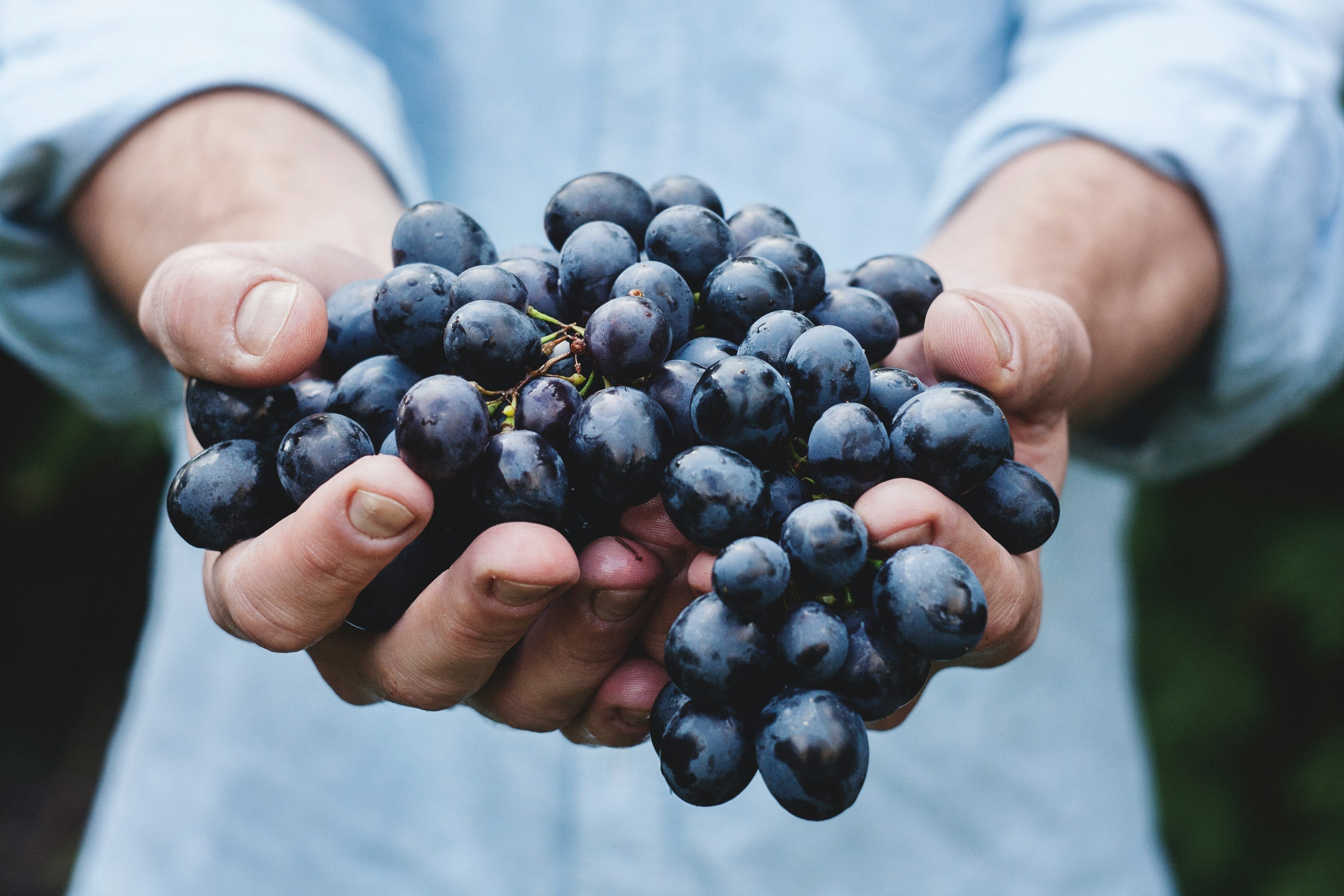 Fresh blueberries with water droplets and green leaves, exemplifying superfoods for enhanced energy, immunity, and overall health.
