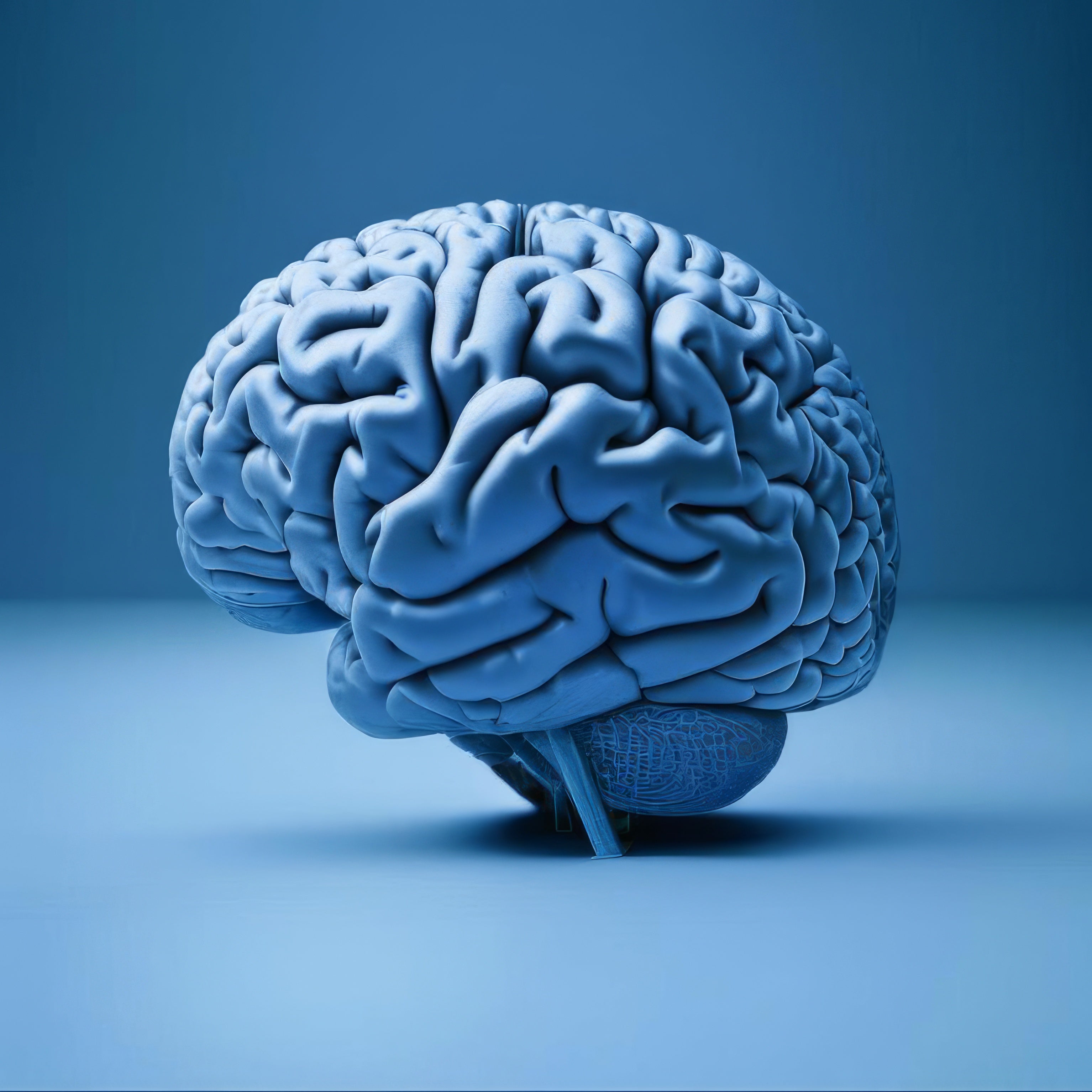 Detailed human brain model on blue background, illuminated to show structure, represents nootropics enhancing memory and focus.