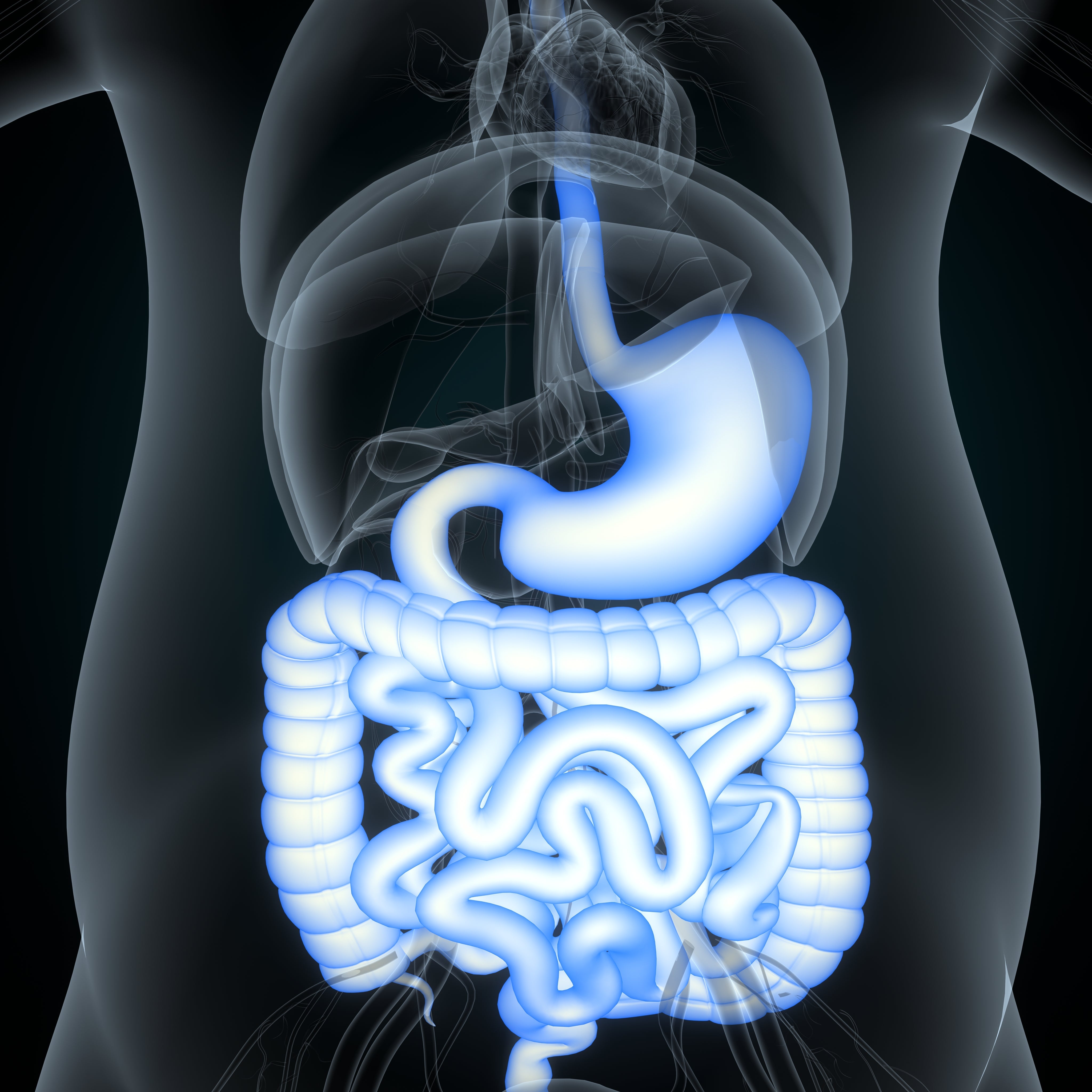 Illustration of the digestive system highlights stomach and intestines in glowing blue color, promoting gut health for better digestion.